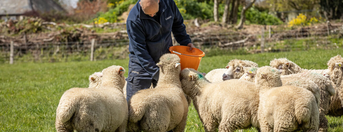 sheep farm